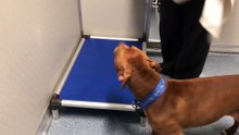 Cachorro insiste em ser aconchegado todas as noites