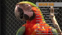 beautyfull Macaw Bird