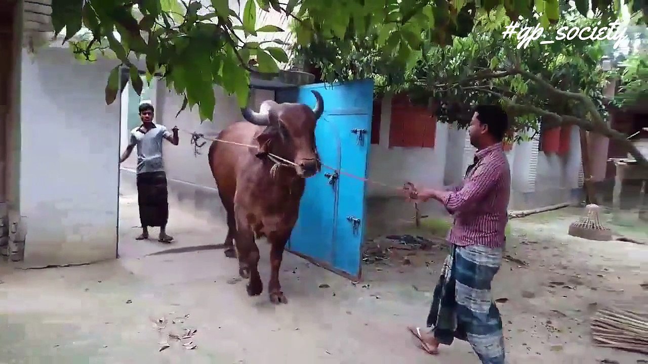 Gyr Bull-2017
