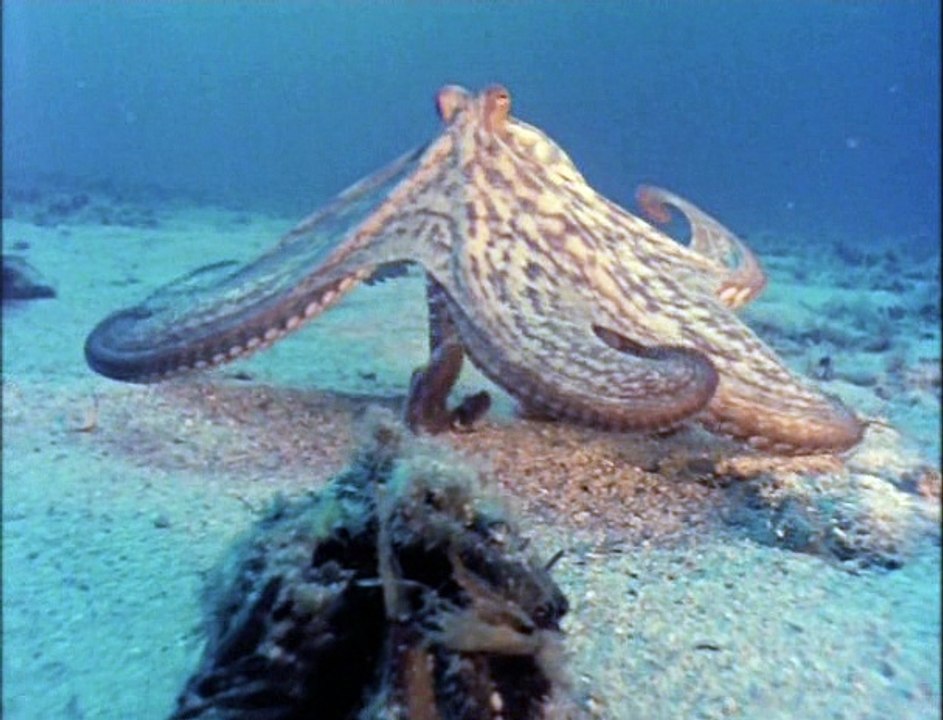 A E The Undersea World   of   Jacques Cousteau Collection Two 01  of  19 Octopus