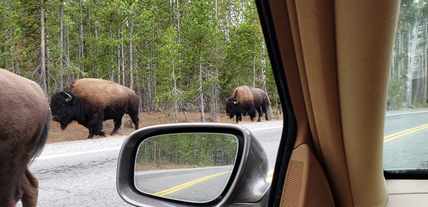 Buffalo Crossing
