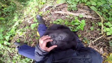 On dirait bien que ce bébé gorille est chatouilleux!