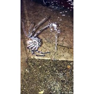 Cette araignée géante saute sur sa proie et c'est terrifiant : huntsman spider