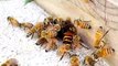 Des abeilles se défendent face à un frelon