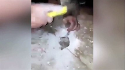 Ils entendaient des bruits provenant du mur du garage et vont trouver quelque chose d'incroyable