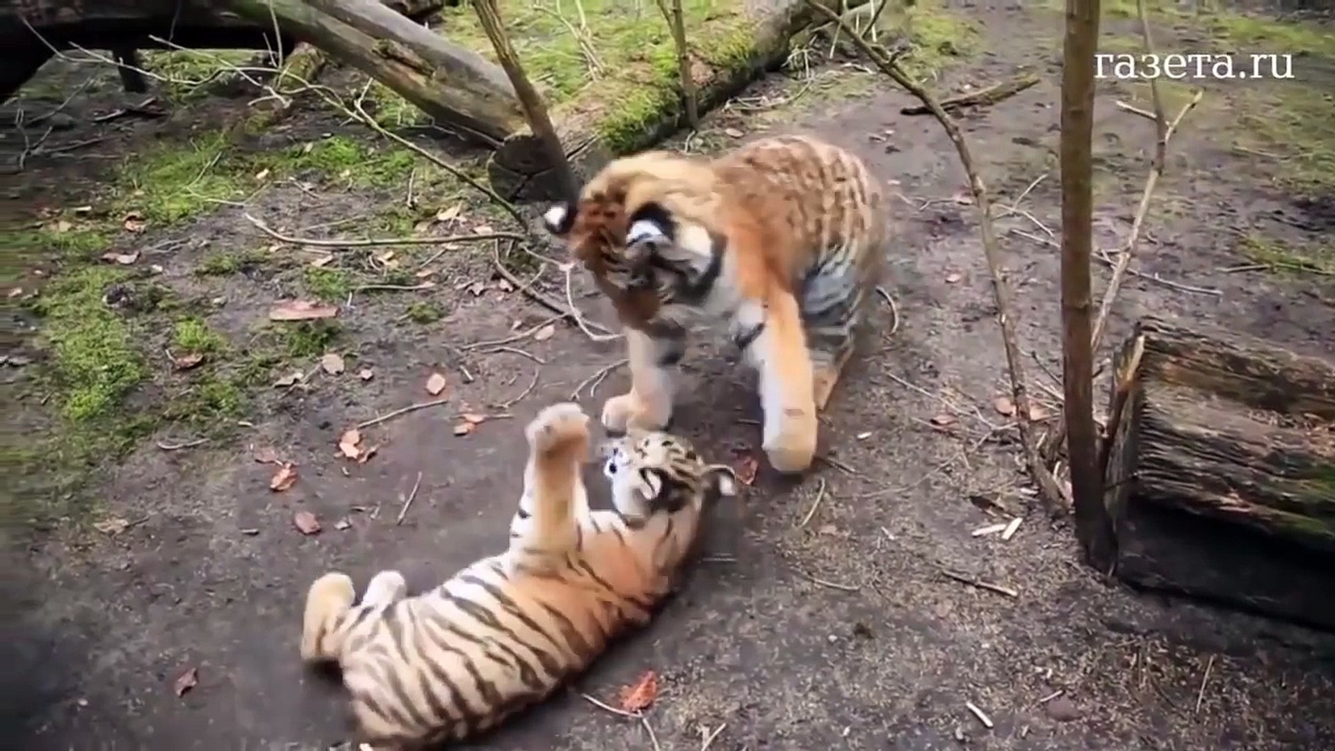 Ces Bebes Tigres Jouent Comme Des Petits Fous Adorable Video Dailymotion