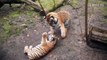 Ces bébés tigres jouent comme des petits fous... Adorable
