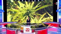 Liban : le cannabis pour sauver l'économie du pays ?