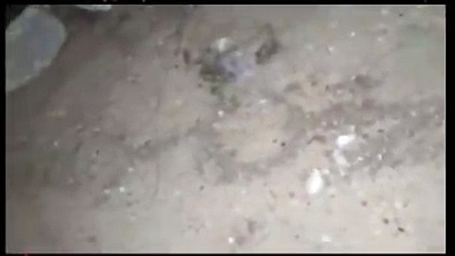 Miracle au centre socio-collectif de Sébikotane, le nom du prophète (PSL) écrit par des fourmis.