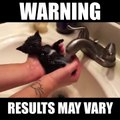 If you're tired of politics blowing up your feed, how about a cute kitten taking a bath...