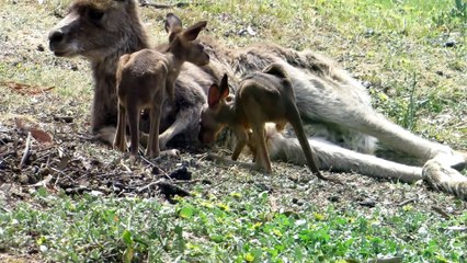 Twin Joeys Take First Hops
