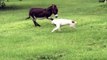 Donkey and Dog Playfully Chase Each Other