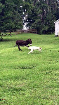 Donkey and Dog Playfully Chase Each Other