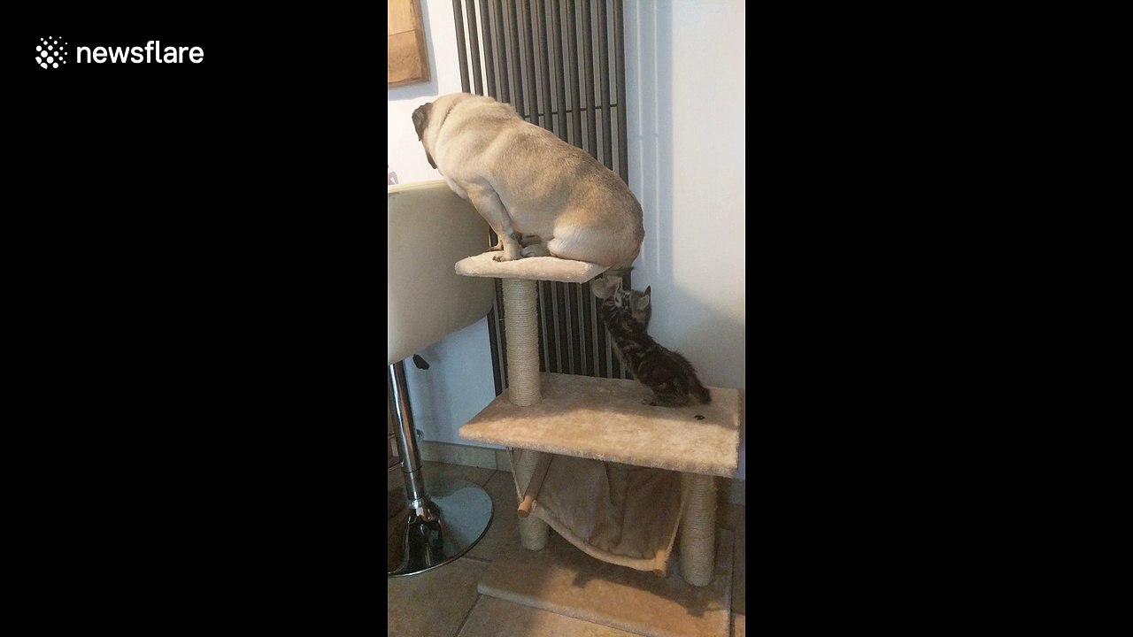 Tiny kitten attacks pudgy pup for sitting in its spot