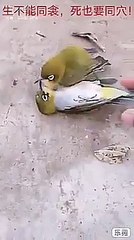 عصفور يدفن حياً مع رفيقه المتوفى