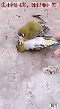 عصفور يدفن حياً مع رفيقه المتوفى