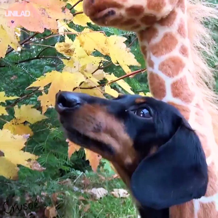 This is my kind of safari Crusoe the Celebrity Dachshund