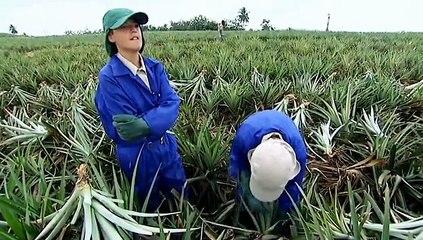 Show Me What You're Made Of.s04e03.Pineapple Farm