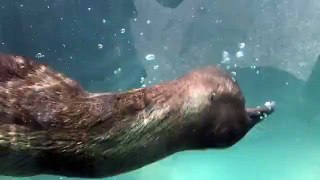 Suyun altında keyifli dakikalar geçiren bir su samuru