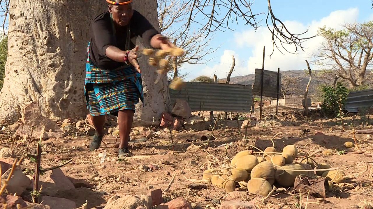 Superfood von Südafrikas Baobab-Bäumen