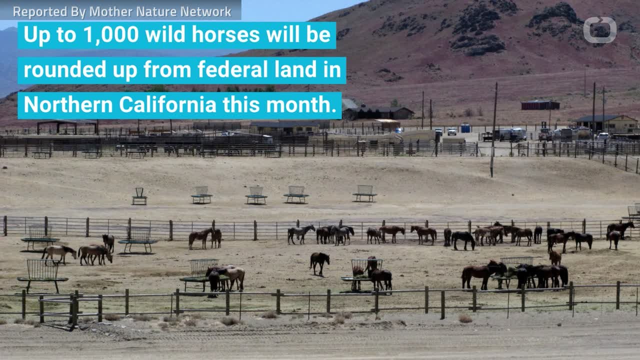 California Is Rounding Up Hundreds Of Wild Horses