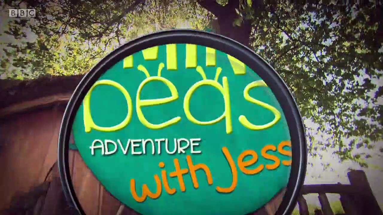 Minibeast Adventure with Jess.s01e20.Snail