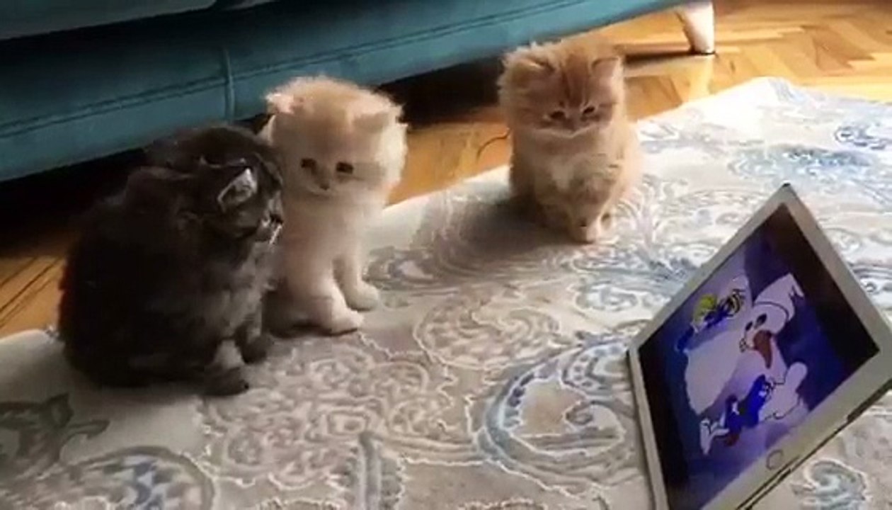 Cat Can watch TV