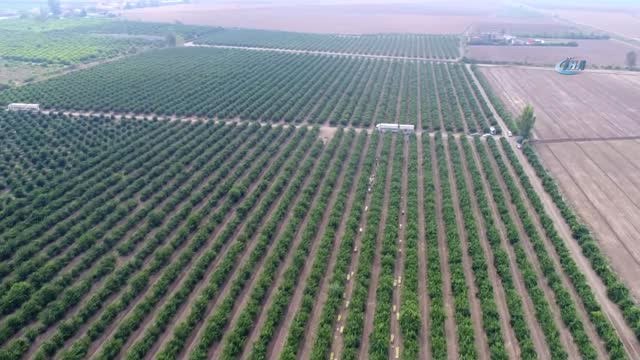 Narenciye Kenti Adana'da Portakal Hasadı Başladı... Hasat Yapan Tarlalar Havadan Görüntülendi