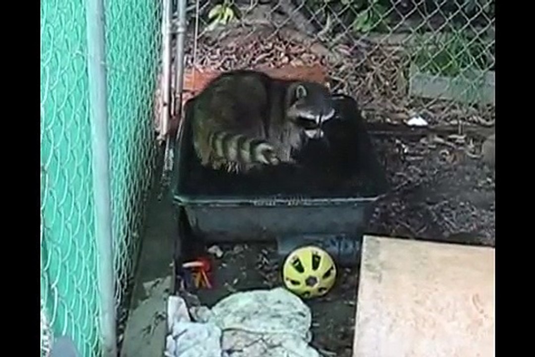 A Caged And Emaciated Raccoon Rescued And Now Lives His Life To Its Fullest