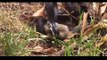 A Snake Tries To Eat Baby Bunnies. What The Momma Rabbit Does UNBELIEVABLE!