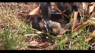 A Snake Tries To Eat Baby Bunnies. What The Momma Rabbit Does UNBELIEVABLE!