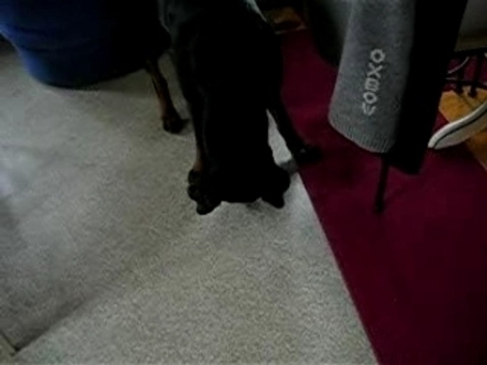 Callyanne qui chasse la coccinelle