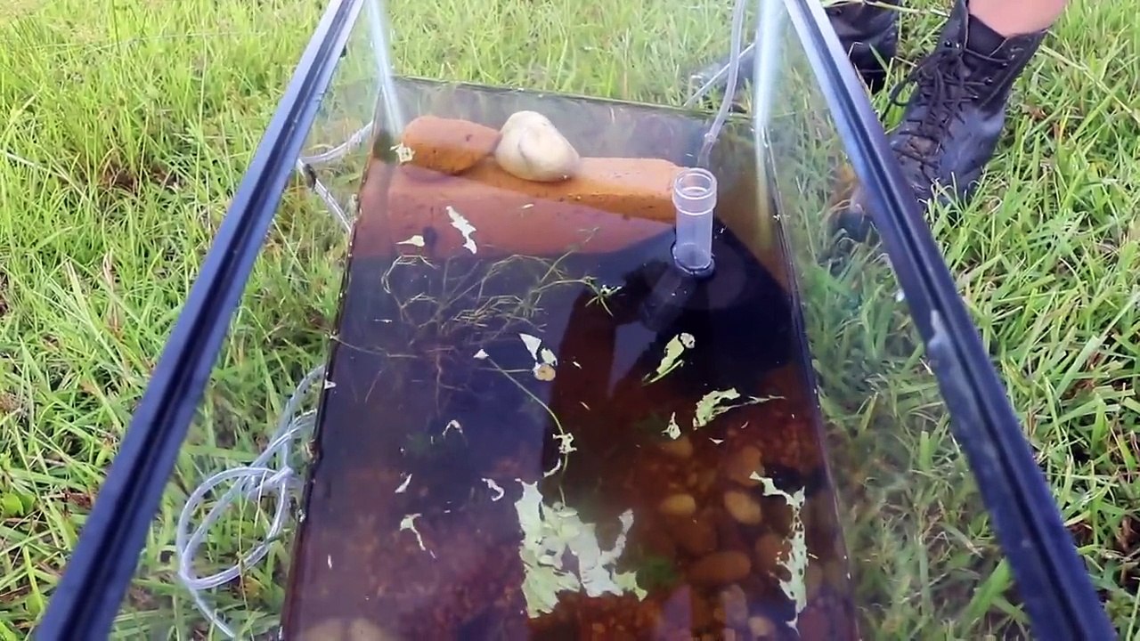 SETTING MY NEW PETS FREE! LETTING THEM GO!