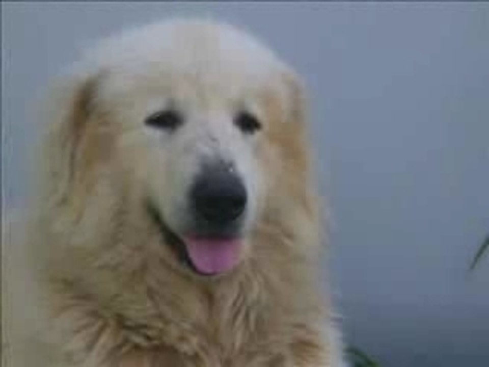 Elevage de la Vallée du Girou (présentation)