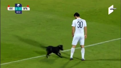 Keepy-puppy! Dog opóźnienia mecz piłki nożnej