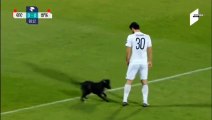Keepy-puppy! Dog opóźnienia mecz piłki nożnej