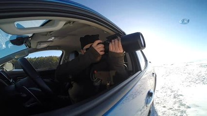 Kızıl Geyiklerin Birbirlerine Yaptıkları Kurlar Böyle Görüntülendi