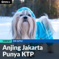 #1MENIT | Anjing Jakarta Punya KTP