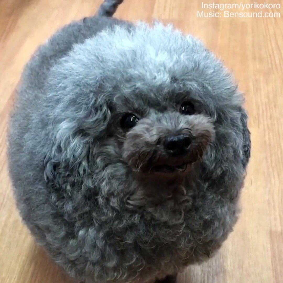 the fluffiest dog in the world