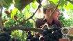 Gironde : des étudiants étrangers viennent découvrir les secrets du vin français