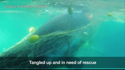 Baby whale rescued from shark net in Australia