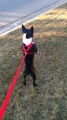 Son chien se balade debout