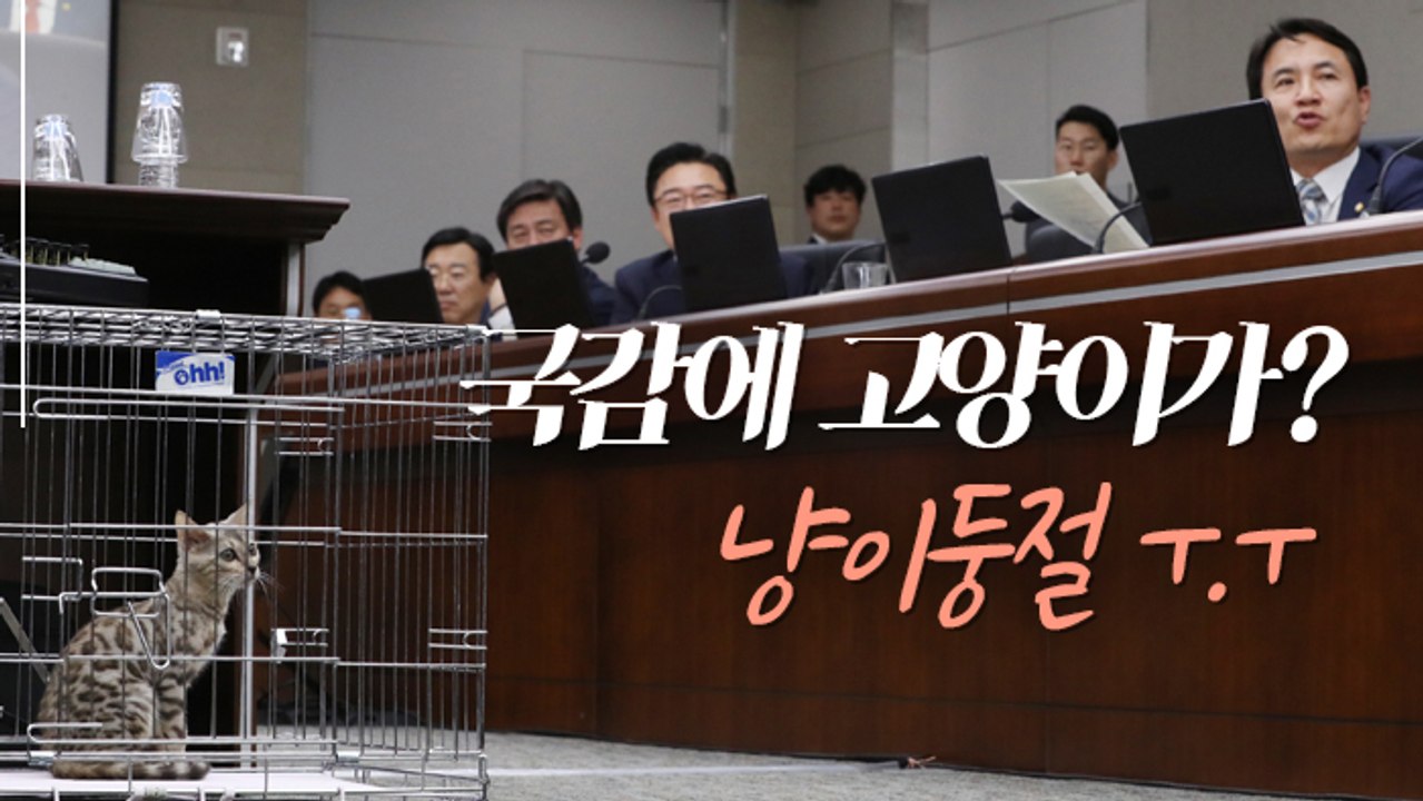 [현장] 퓨마 대신해 국감장에 나온 고양이?…네티즌 "고양이 불쌍"