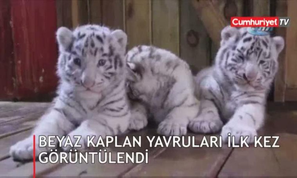 Beyaz kaplan yavruları ilk kez görüntülendi