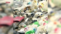 Plastik atıklarla kaplı Haiti kıyıları