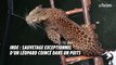 Inde : sauvetage exceptionnel d'un léopard coincé dans un puits