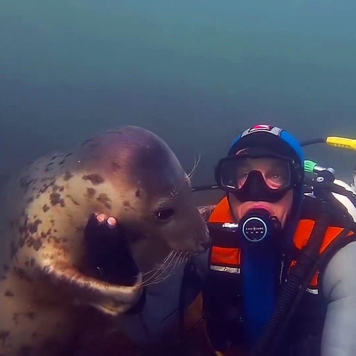 Un phoque se trouve un nouveau pote de plongée