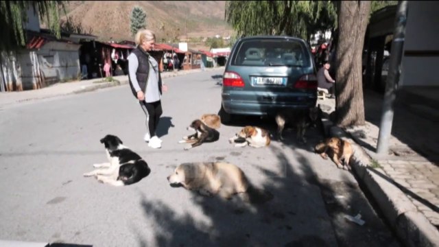 Bulqizë, më shumë qen sesa njerëz - Top Channel Albania - News - Lajme