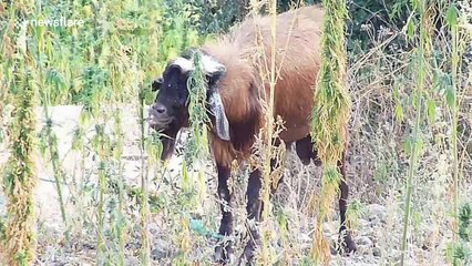Moroccan goat gets munchies for local cannabis harvest