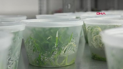 Süs Bitkisi İthalatına 'Klonlu' Çözüm